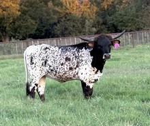 RJF Pacific Rose TAG 440