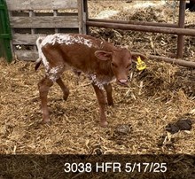 HUBBELL’S 20GA X PETUNIA