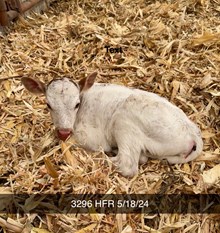 Hubbell’s 20GA x Peachy Keen