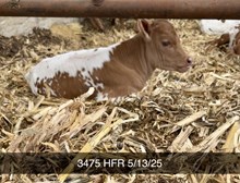 HUBBELL'S 20GA X PEACHY KEEN