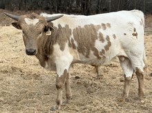 J & T's Samson's Thunder