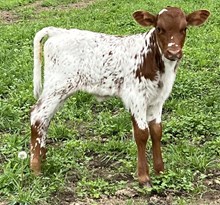 Yuma Shine Heifer 2024