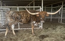 FHR 20G's Iron Symbol