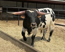 M7 Both Barrels🧨🧨