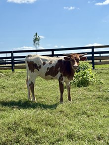 BC Pacific Gun Smoke