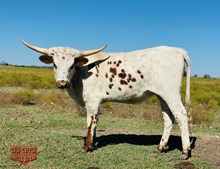 4C DOTTIE’S HOTTIE