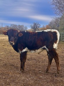 A Bull Named Fu Manchu 