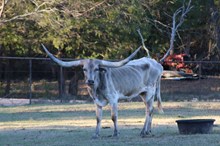 Hubbells Cloud Catcher