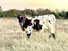 CTH ROCKET’S CALLIOPE