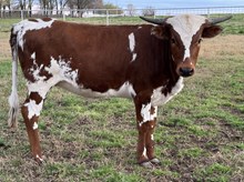 Dreams 24 Heifer