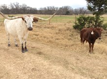 Unregistered Calf (Casanova's Magnum-Silent Night)