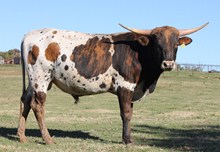82 unnamed bull calf