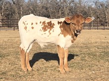 Iron Princess x Colluder Bull Calf