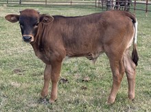 Cassie Bull Calf
