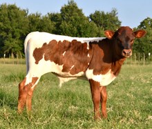 Colluder x Jamakagem Bull Calf