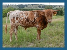 DBL-K GAMBLIN' KATE x JR STEER