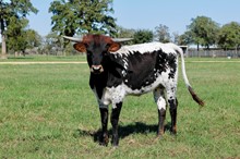 BCR Josie 248