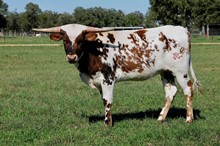 BCR Lady Shiro 246