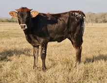 BCR Rose in a Million 528