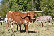 LC Rio Texa 21