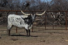 Plain Dirts Lady May