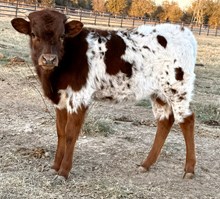 Leah Leigh x Colluder Heifer Calf