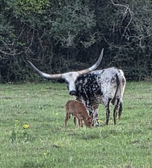 NACC Luke's Lil Darlin