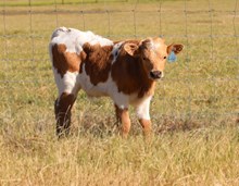 Midas Touch x Lulu Bull Calf