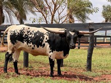 M7 FANCY BLACK 🇧🇷