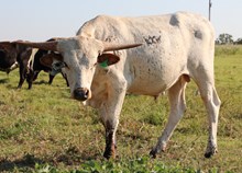 Romans 7 x Miss Christmas Bull Calf