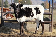 Side Saddle heifer