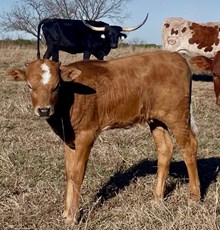 Batman x Silver Nickel