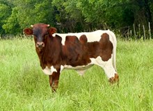 Colluder x Dancin Pearl Bull Calf