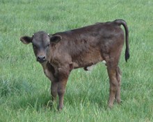 Perfect Marks 2014 bull