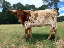 WV ROSE OF THE PACIFIC