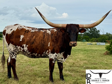 Brazos Betsy 101/21
