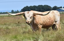 RJF FROSTBITE BULL TAG 236