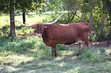 Ranger's Eula 487