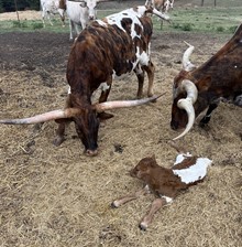 Rebel Belle CW Bull Calf