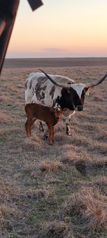 CACTUS JACK X HOUDINIS TEMPTRESS bull