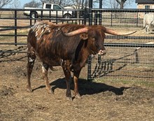 SF LACEY KAY 🇺🇸