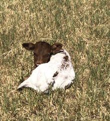 unnamed heifer calf