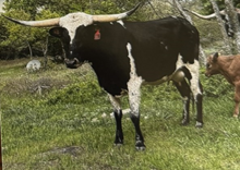 RJF AMERICAN PIE 228