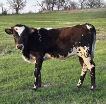 2025 CAJUN FLARE HEIFER