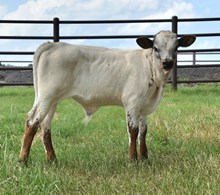 Colluder x Serenade  Bull Calf