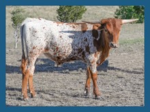 DBL-K STYLIST STEER