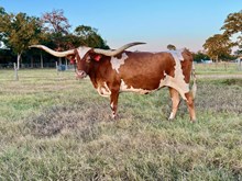 Embryo ECR True To Tradition x Cool Hand Luke Chex