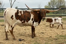 TUFF MINT LP 🇺🇸