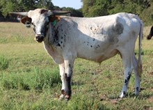 Romans 7 x Tejas Glory Bull Calf