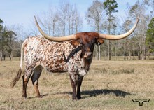 DBL-K TRICK ME TWICE